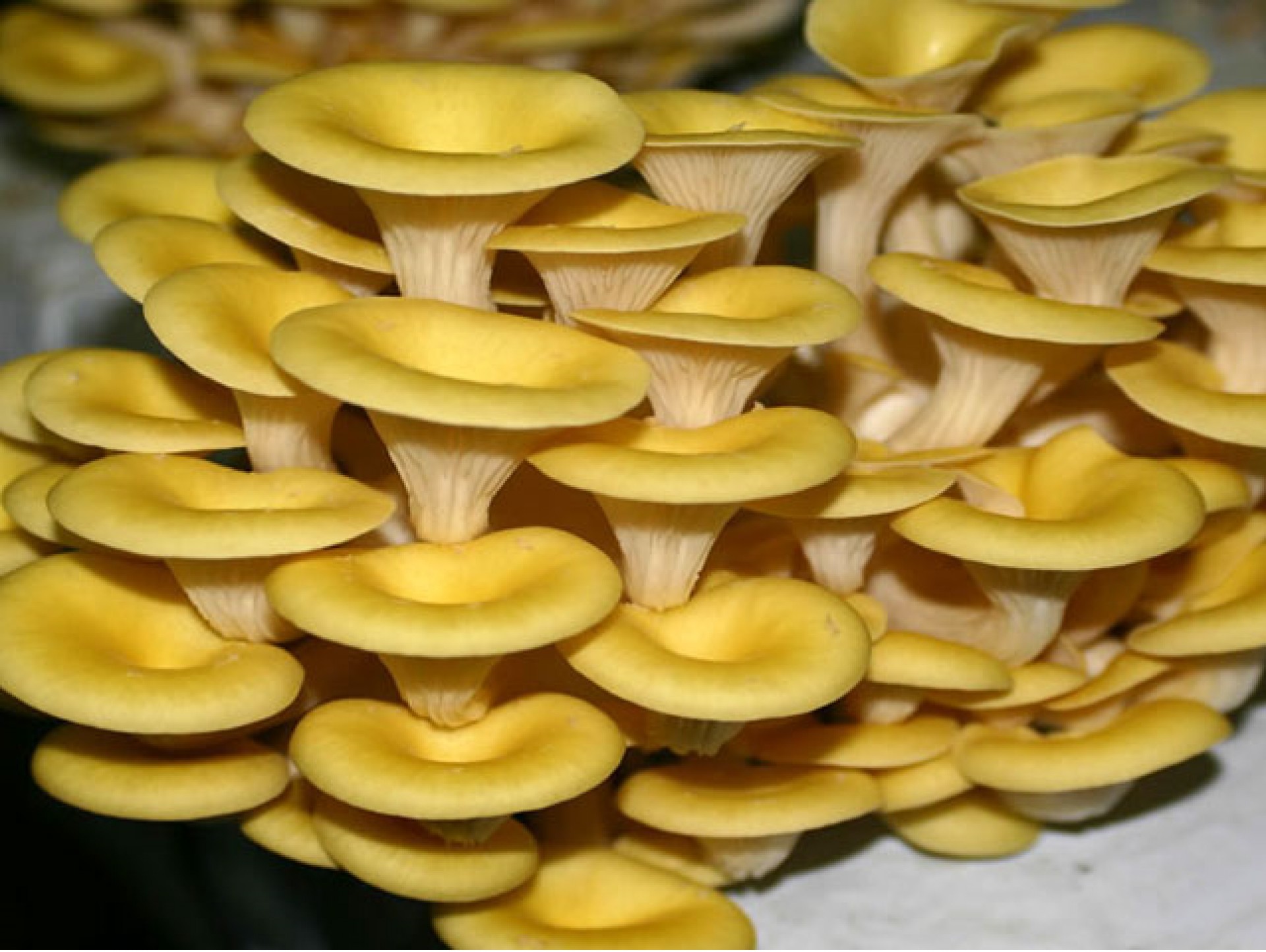 Pleurotus Amarelo