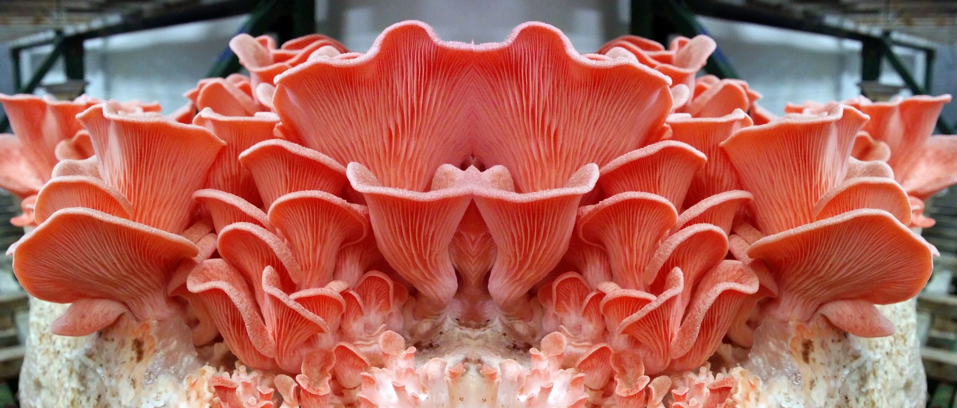 Pleurotus Rosa